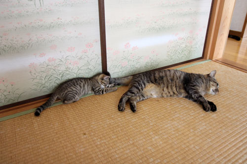 こねこ首輪とのんびり週末_d0355333_11054565.jpg