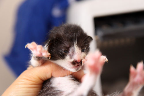 米袋から赤ちゃん猫が_d0355333_11055171.jpg