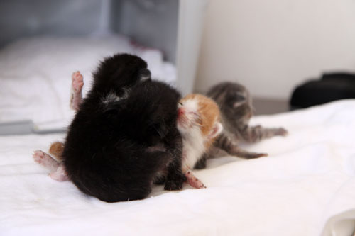 赤ちゃん猫たちの名前は_d0355333_11055333.jpg