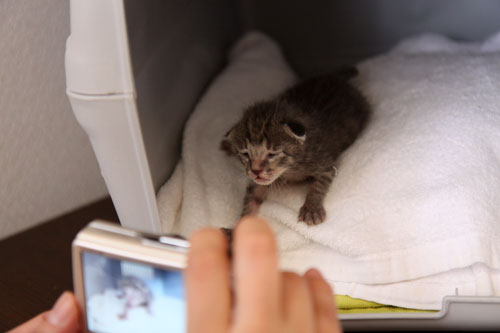 赤ちゃん猫たちの名前は_d0355333_11055342.jpg