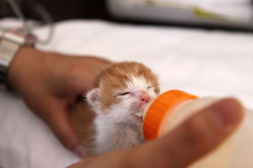 赤ちゃん猫たちの名前は_d0355333_11055395.jpg