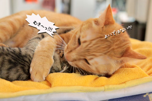 こねこに油断は大敵_d0355333_11055411.jpg