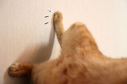 こねこに油断は大敵_d0355333_11055443.jpg
