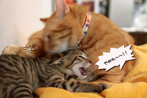 こねこに油断は大敵_d0355333_11055486.jpg