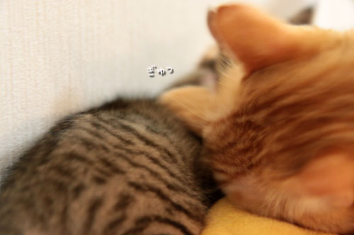 こねこに油断は大敵_d0355333_11055489.jpg