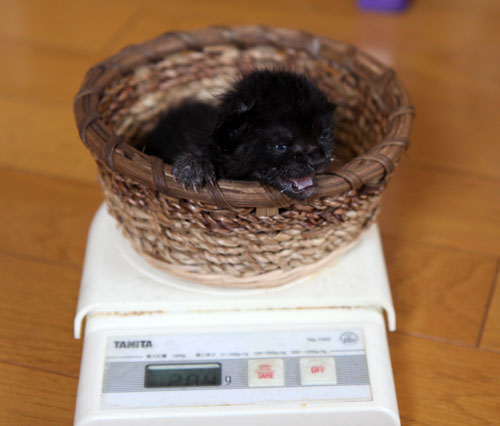 おこめちゃんたちの体重測定_d0355333_11055555.jpg