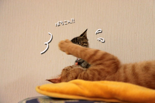 こねこに油断は大敵_d0355333_11055574.jpg