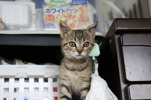 おこめちゃんたちの体重測定_d0355333_11055658.jpg