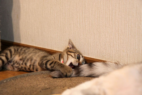 いたずらっこな瞳のゆいちゃんに!_d0355333_11060607.jpg