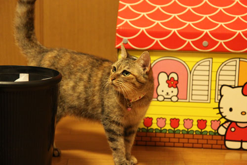 いたずらっこな瞳のゆいちゃんに!_d0355333_11060609.jpg