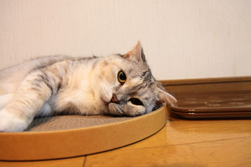 いたずらっこな瞳のゆいちゃんに!_d0355333_11060625.jpg