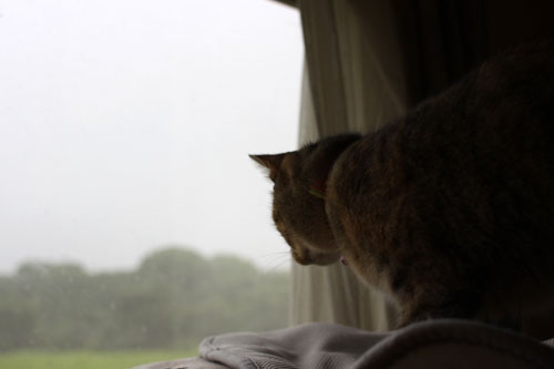 早朝の雷雨、その時、にゃんずは!_d0355333_11062201.jpg