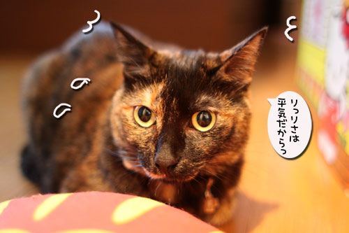 早朝の雷雨、その時、にゃんずは!_d0355333_11062230.jpg