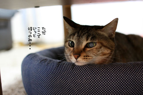 早朝の雷雨、その時、にゃんずは!_d0355333_11062262.jpg