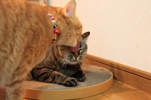 やさしさに包まれて_d0355333_11063203.jpg