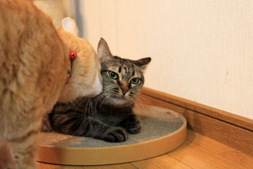 やさしさに包まれて_d0355333_11063221.jpg