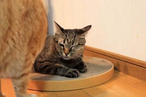 やさしさに包まれて_d0355333_11063254.jpg