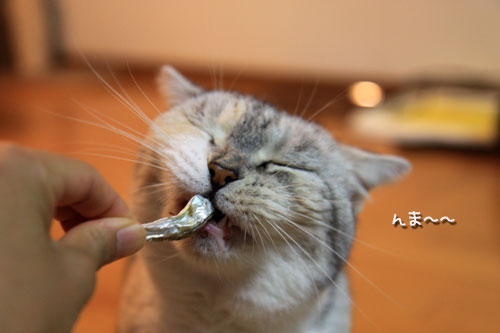 今日は煮干しパーティ_d0355333_11063753.jpg