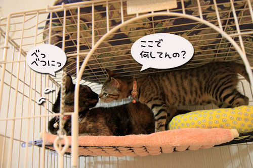 それぞれの好きな場所にて_d0355333_11064059.jpg