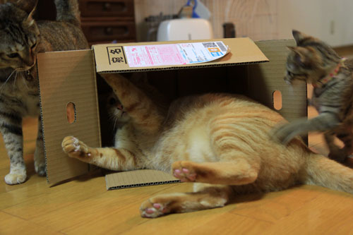 箱も有効利用。_d0355333_11064220.jpg