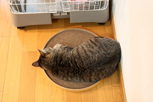 秋の気配に・・・_d0355333_11064335.jpg