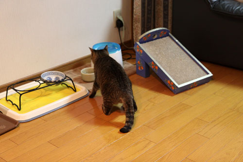 フェニックスふたたび_d0355333_11064627.jpg