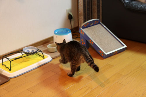 フェニックスふたたび_d0355333_11064660.jpg