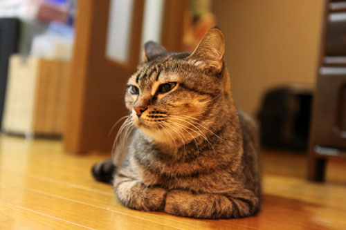 フェニックスふたたび_d0355333_11064712.jpg