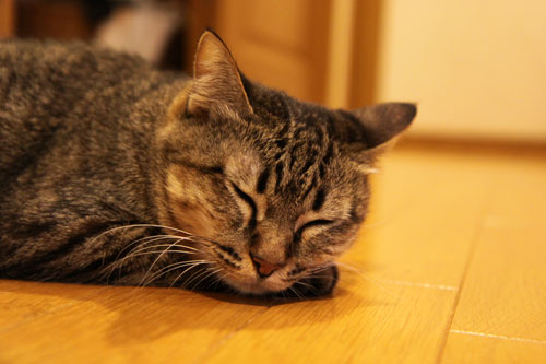 フェニックスふたたび_d0355333_11064773.jpg