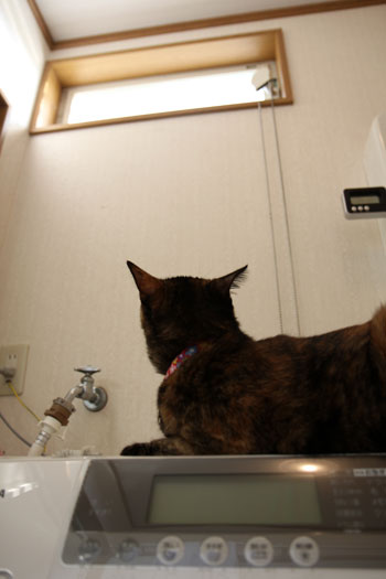 12年ぶりのニューフェイス_d0355333_11065208.jpg