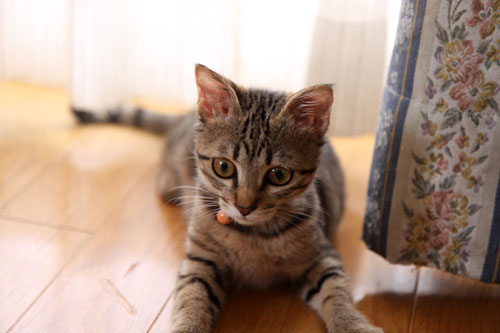 飛んでる猫_d0355333_11065411.jpg