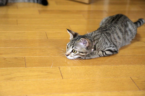 飛んでる猫_d0355333_11065459.jpg