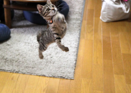 飛んでる猫_d0355333_11065502.jpg