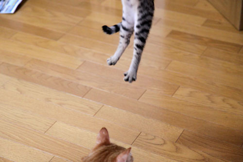 飛んでる猫_d0355333_11065503.jpg
