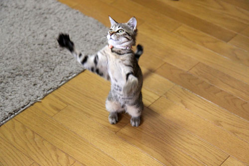 飛んでる猫_d0355333_11065509.jpg