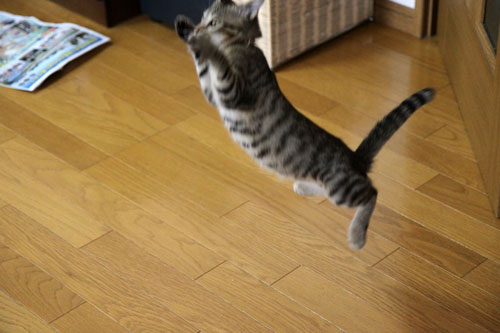 飛んでる猫_d0355333_11065526.jpg