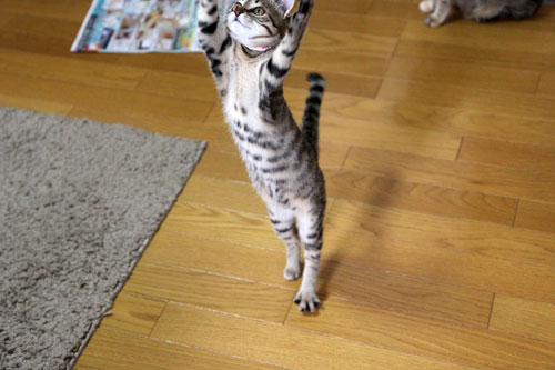 飛んでる猫_d0355333_11065559.jpg