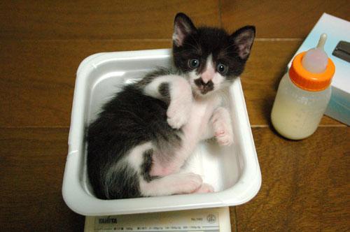 飛んでる猫_d0355333_11065601.jpg