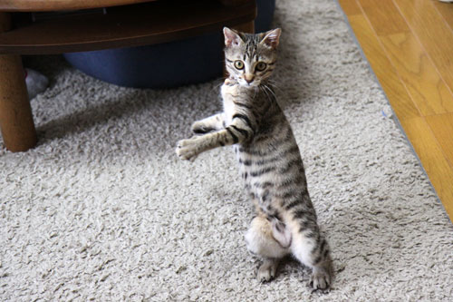 飛んでる猫_d0355333_11065644.jpg