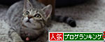 飛んでる猫_d0355333_11065689.jpg