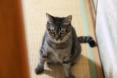 飛んでる猫_d0355333_11065698.jpg