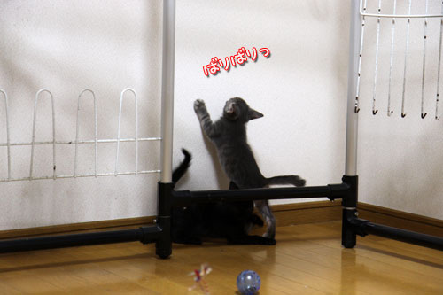 おこめちゃんたちの帰宅_d0355333_11070831.jpg