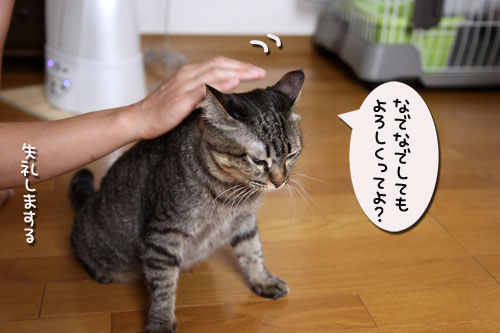 おこめちゃんたちのお見合い_d0355333_11070902.jpg