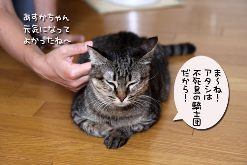 おこめちゃんたちのお見合い_d0355333_11070910.jpg