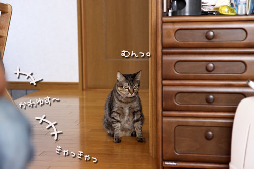 おこめちゃんたちのお見合い_d0355333_11070975.jpg