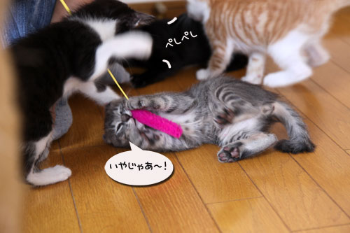 おこめちゃんたちのお見合い_d0355333_11071149.jpg
