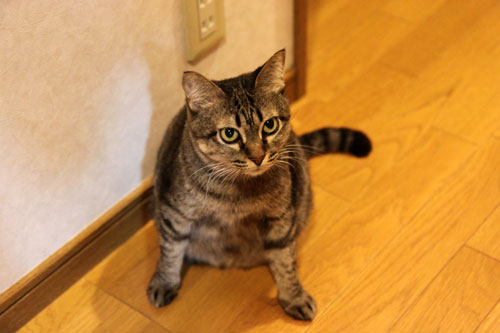 おこめちゃんの里親さんは?_d0355333_11071465.jpg