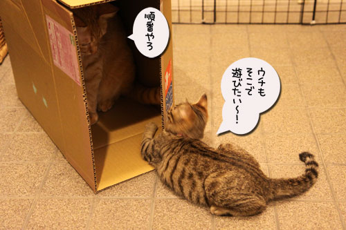 ひとり遊びは楽しい?_d0355333_11071746.jpg