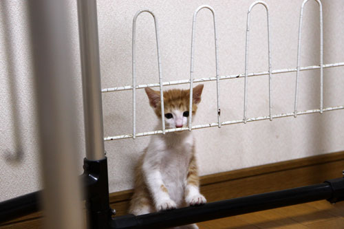 押し出しの強さが魅力?_d0355333_11071764.jpg