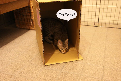ひとり遊びは楽しい?_d0355333_11071814.jpg